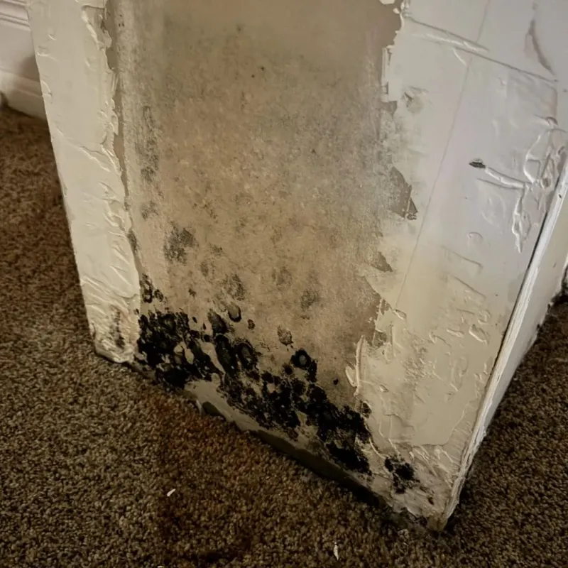 Professional Mold Removal in Sapulpa, OK